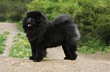 CHOW CHOW 492
